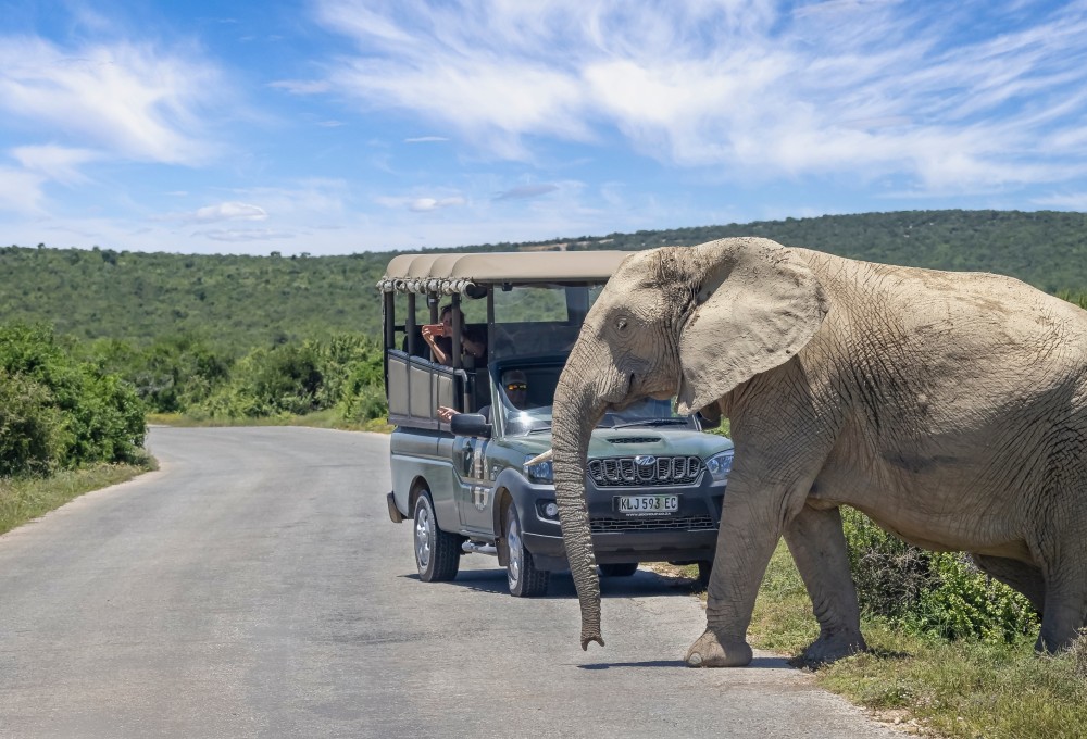 Safari im Addo Elephant Nationalpark